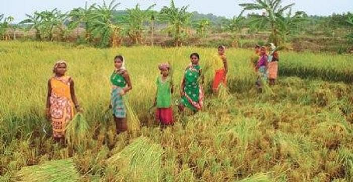 Indian Institute of Rice Research - [IIRR]
